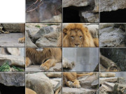 African Lion Slider Puzzle Game Online