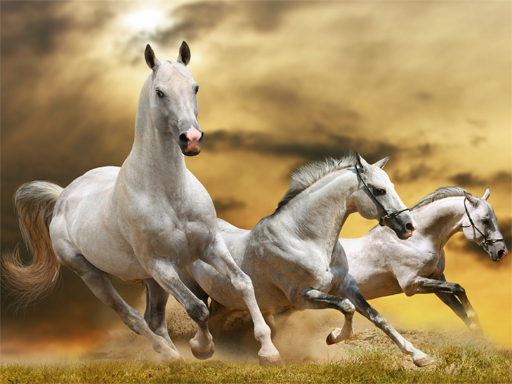Running Horses Slide Puzzle Game Image Running Horses Slide Puzzle Game